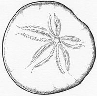 OLake-Sanddollar_Web