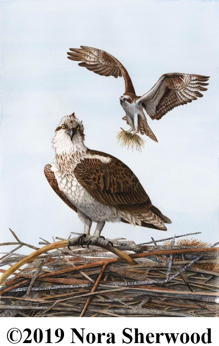 Osprey webpage