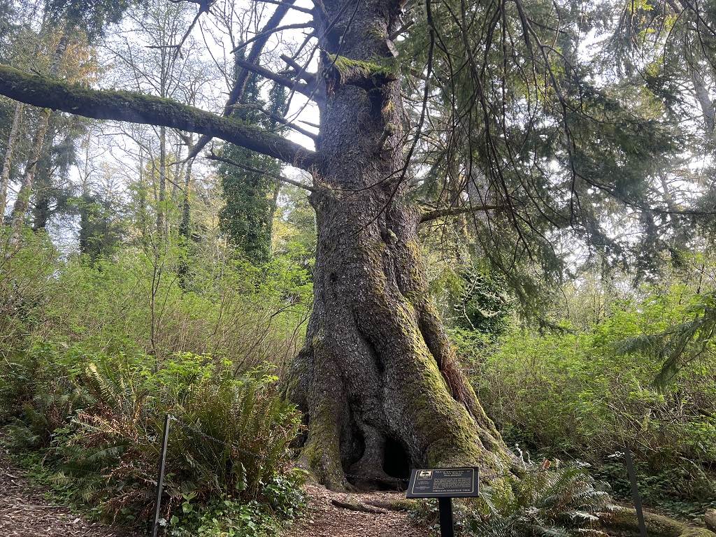 Regatta Heritage Tree 2